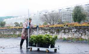 贵阳花卉种植基地(贵州百里杜鹃：高山冷凉花卉激发乡村振兴热能)