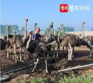 鸵鸟苗养殖方法(别样致富路：养殖鸵鸟，一年收入两百多万)