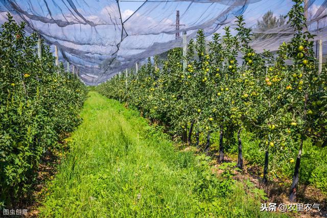 大樱桃露天栽植灾害防治，要抓住六个重点