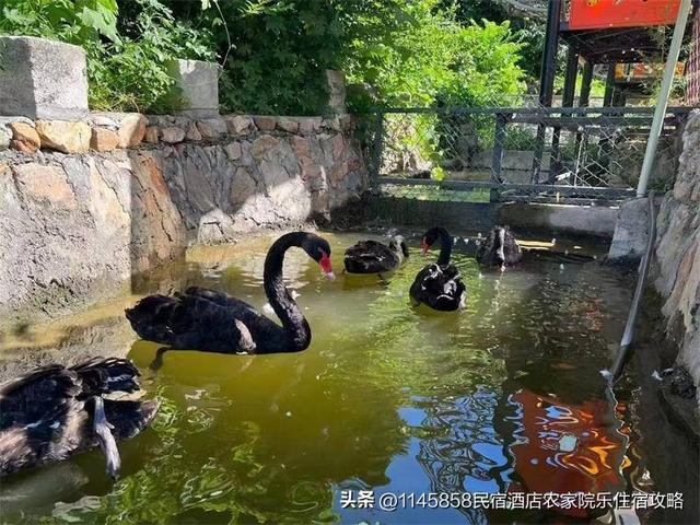 天津蓟州黄崖关长城康夕山庄，5个不同风格的院子，还有养殖农场