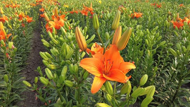 黑龙江克东：中草药花开产业兴