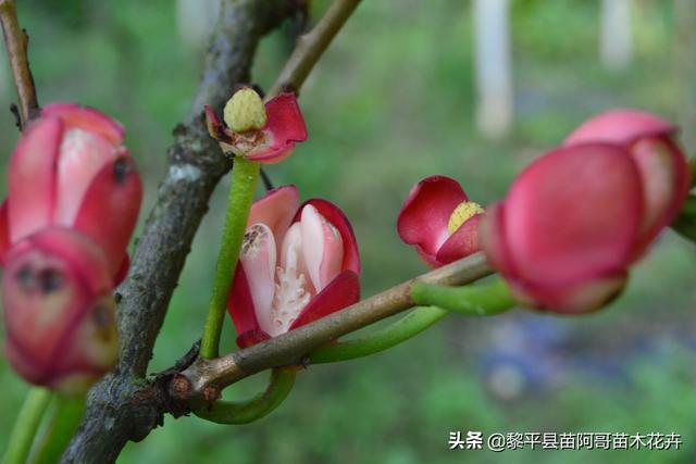 春天到来，又到了种植黑老虎的季节，种植一定要注意这几点