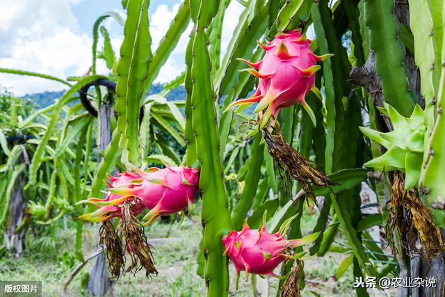 3分钟让你学会在家种植火龙果，种植方法与病虫预防