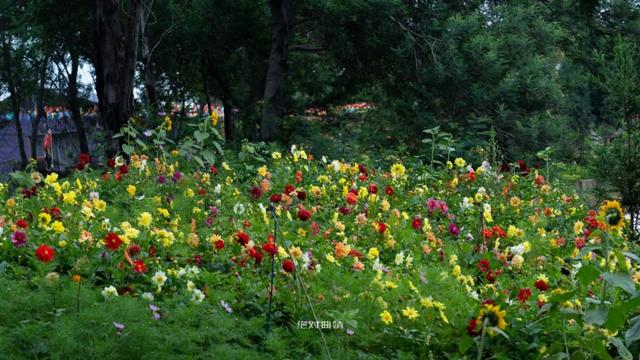 曲靖周边又发现了一个神秘花园，十多亩向日葵，6个鱼塘随便钓