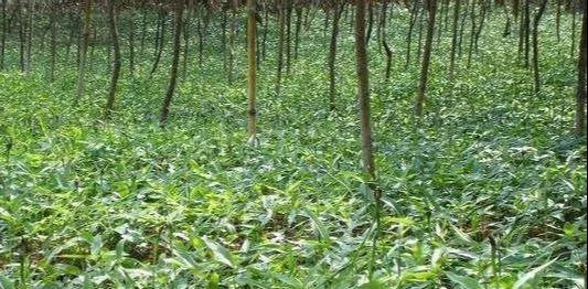 旱半夏种植技术及田间管理