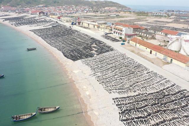 大钦岛乡：海带开镰收割忙 擦亮海岛文化品牌