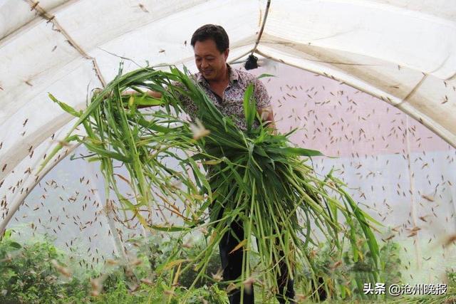 献县“蚂蚱哥”：建起合作社 专职养“害虫”