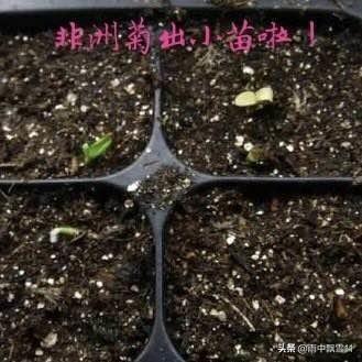 盆栽非洲菊，春播种子发芽好，注意这几点，花开艳丽惹人醉