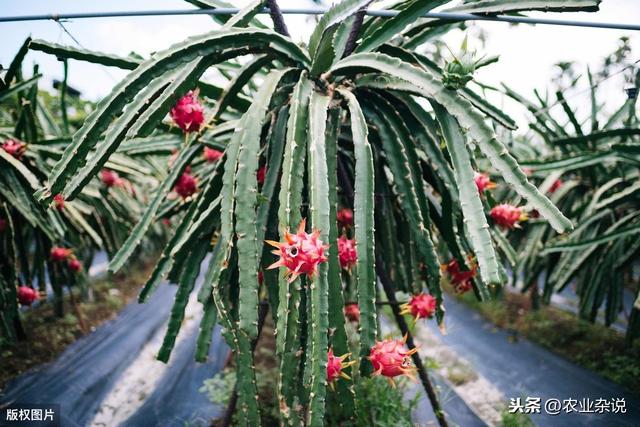 3分钟让你学会在家种植火龙果，种植方法与病虫预防