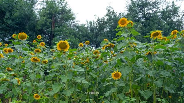 曲靖周边又发现了一个神秘花园，十多亩向日葵，6个鱼塘随便钓