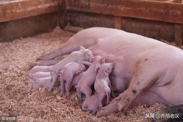 农村养猪：养好母猪各阶段的技术要点！