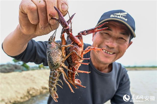 安徽郎溪：一水两用养稻虾 一田双收富农家