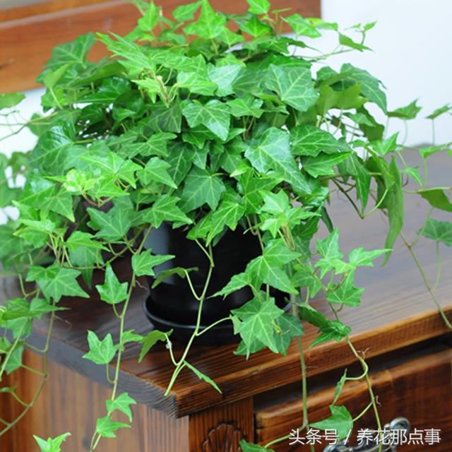 这13种可以垂吊的花你养好了 家里到处都是挂着的花海