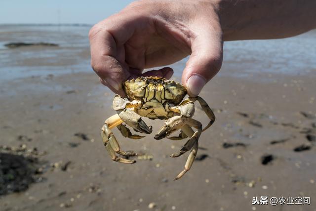 混合立体养殖方式能实现高效率，稻田青虾、河蟹混合立体养殖技术