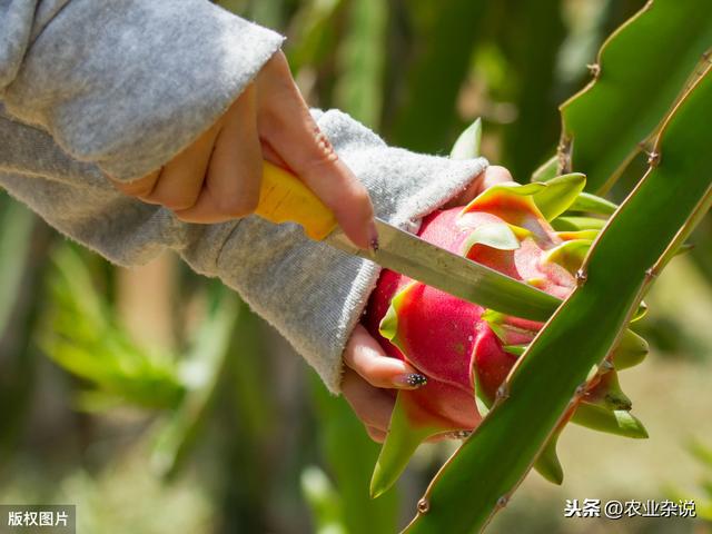 3分钟让你学会在家种植火龙果，种植方法与病虫预防