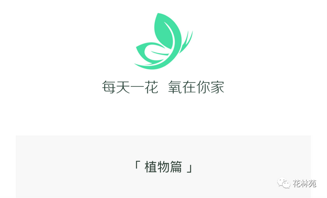 月见草—这样的野芝麻你吃过么？