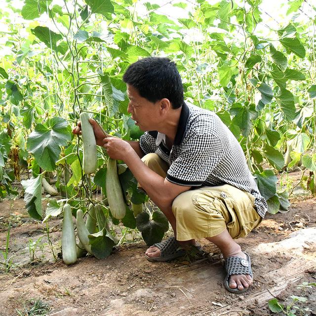 大棚羊角蜜什么时候种植及方法，在管理上如何掌握高产种植技巧