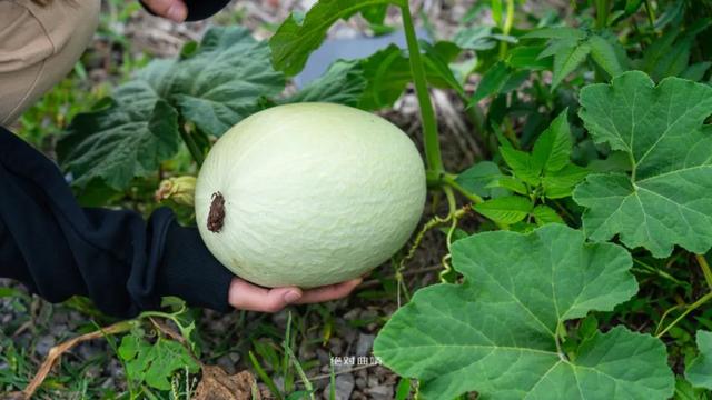 曲靖周边又发现了一个神秘花园，十多亩向日葵，6个鱼塘随便钓