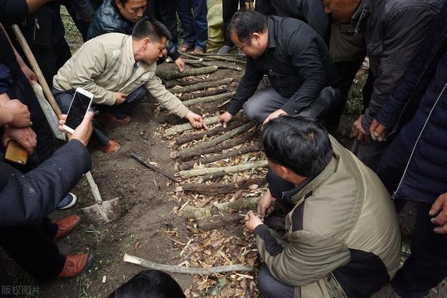 大方县天麻栽培田间管理技术，种植户需掌握，值得借鉴