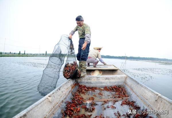 小龙虾养殖赚钱吗？跟风创业到底有没有前景？