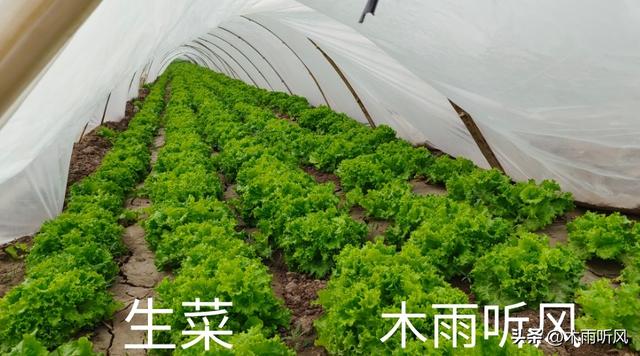 生菜怎么种植？手把手教你生菜种植的方法，生菜翠绿长势好