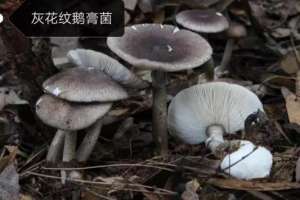 养殖平菇对身体危害(小心中毒专家提醒勿贪食野蘑菇)