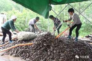 何首乌种植基地(种植何首乌，奋斗最幸福)