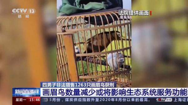 四男子非法猎售1263只画眉鸟，最高获刑五年半！