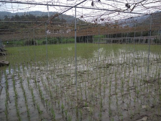 想改变传统种植模式，因地制宜？8种百香果种植模式介绍