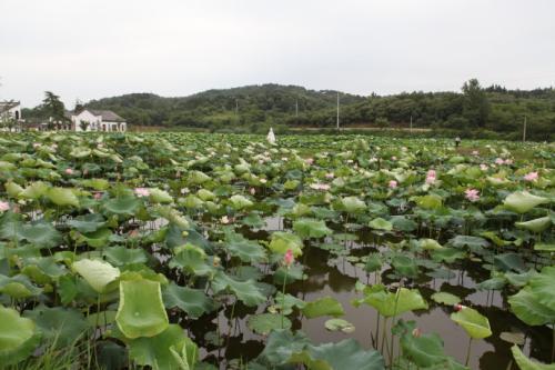 白花藕高产栽培技术，掌握水田管理技巧，促进藕饱满，值得看看