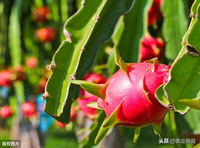 3分钟让你学会在家种植火龙果，种植方法与病虫预防