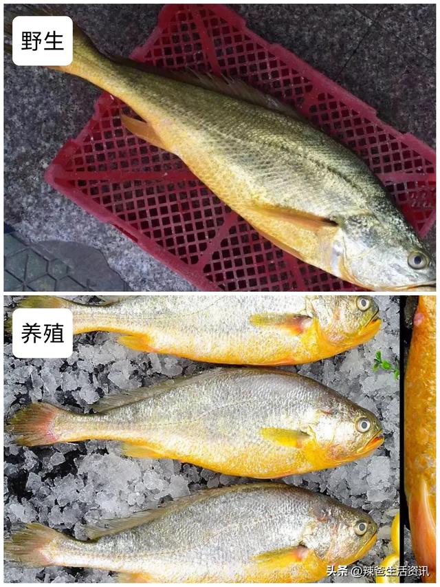 如何挑选海鱼？养殖和野生的区分，新鲜和不新鲜的辨别，请收藏