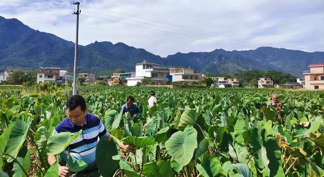 又大又憨萌，内心柔软的乐昌炮弹香芋，粉它