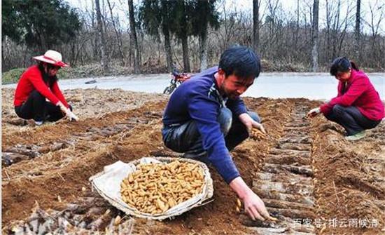 天麻栽培，区域选择很重要