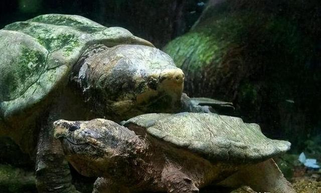 鳞头大鳄龟生物学特性及养殖技术