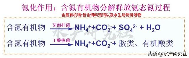 水产养殖中水质污染的核心是什么？