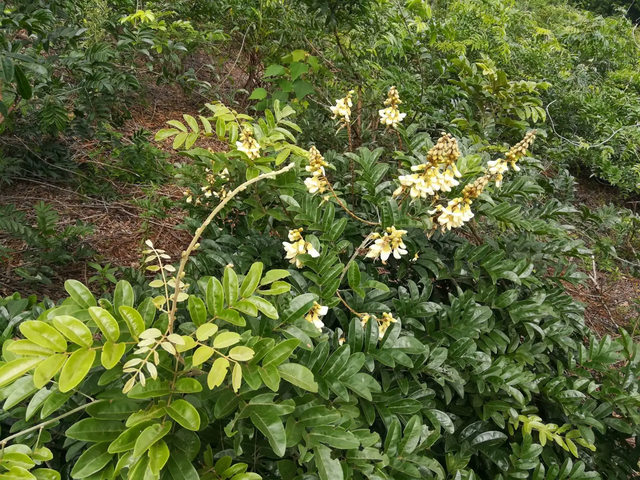 农村一种藤本植物，人称牛大力，价值珍贵，男人们常挖来泡酒