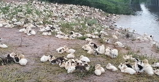 鱼塘养鸭模式中，养殖肥鸭节约成本的方法