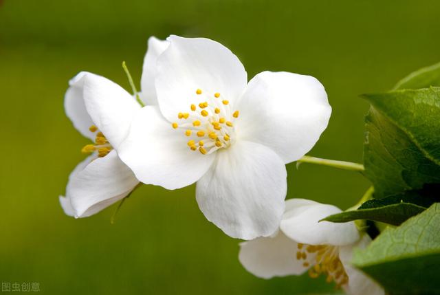 一日一花科学施肥：7.茉莉花安全高效施肥技术