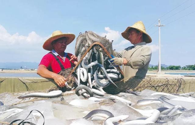 抱团发展成就“顺德鳗鱼”急需解决鳗苗走私难题——访广东省鳗鱼业协会