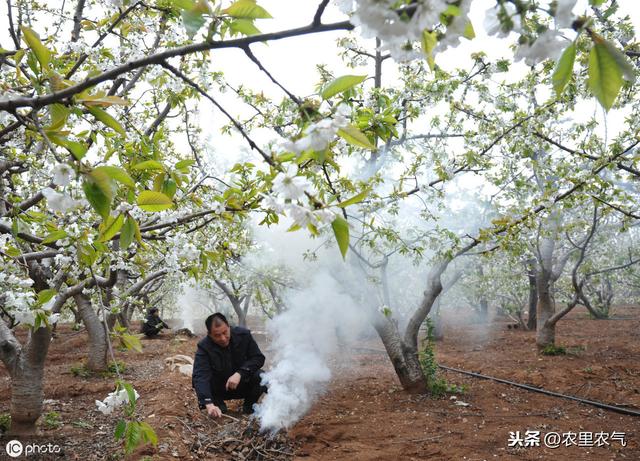 大樱桃露天栽植灾害防治，要抓住六个重点