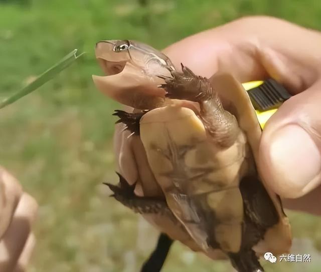 广州一小区竟然有人见到小鹰嘴龟，重约174克，异宠或野生动物？