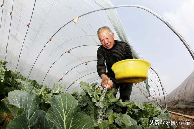 冬季温室大棚低温高湿病害防治难度大，学会用药技巧预防蔬菜药害