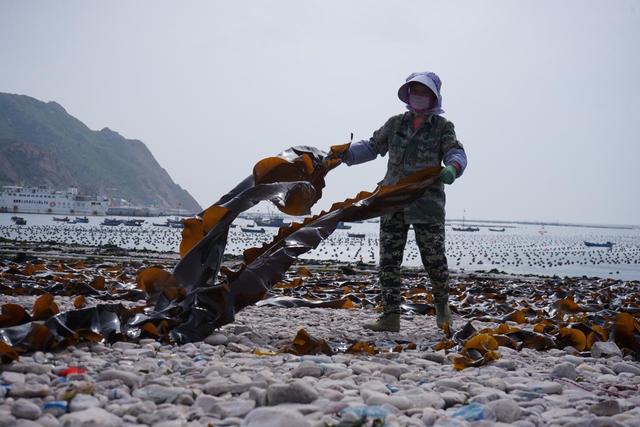 大钦岛乡：海带开镰收割忙 擦亮海岛文化品牌