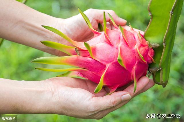 3分钟让你学会在家种植火龙果，种植方法与病虫预防