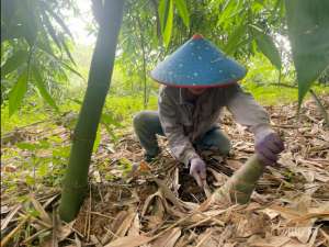 竹笋能种植吗(「乡村振兴看广西」竹笋盛产抢收忙 产业收益节节高)