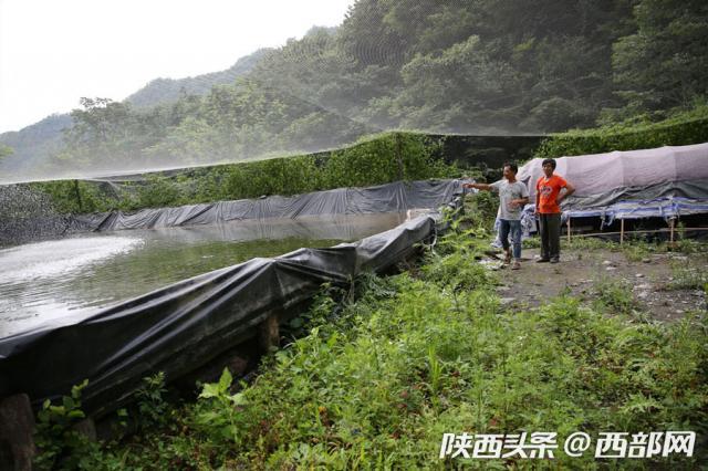 镇坪男子大山小溪边养蚂蟥 一条能卖5元