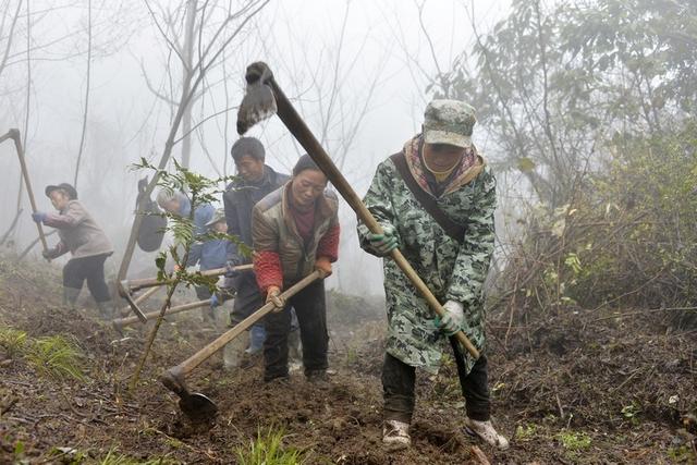 贵州大方：中药材种植让“绿色不动产”变“绿色提款机”