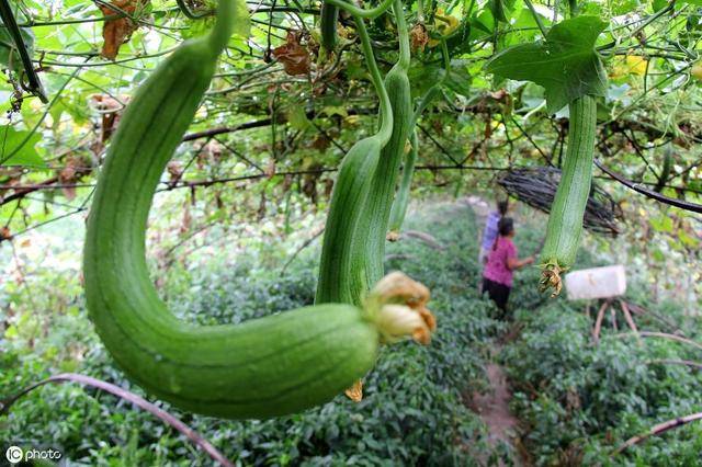 夏植丝瓜如何挂满架？种植户须掌握7大种植技术