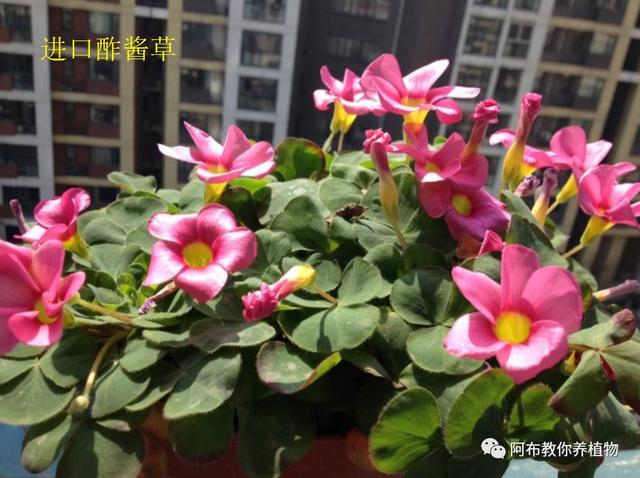 阿布教你养植物｜新手小白，如何开启养花之旅